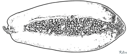 papaya Kleurbladsye Om Te Druk